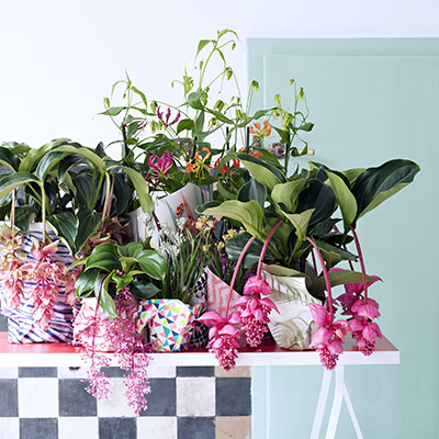 Medinilla ‘Flamenco’