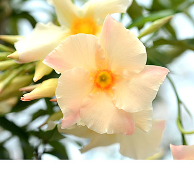 Mandevilla ‘Sun Parasol Apricot’