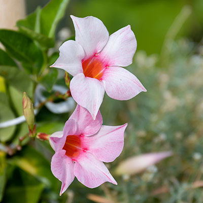 Mandevilla ‘Sundaville Cream Pink’