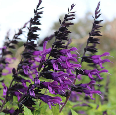 Salvia ‘Amistad’