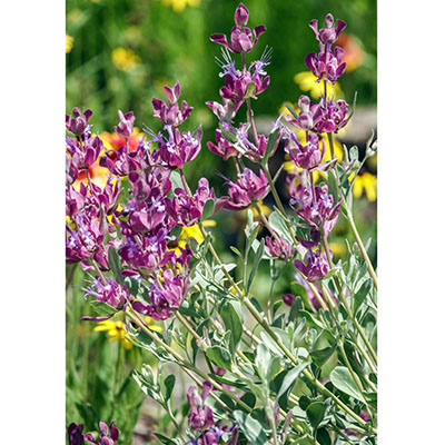 Salvia pachyphylla