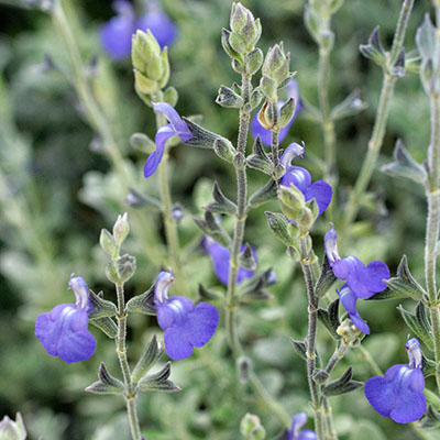 Salvia chamaedryoides