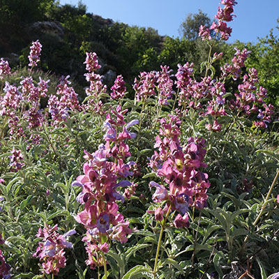 Salvia pomifera