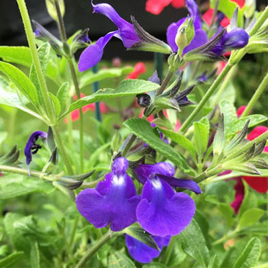 Salvia Délice ‘Féline’