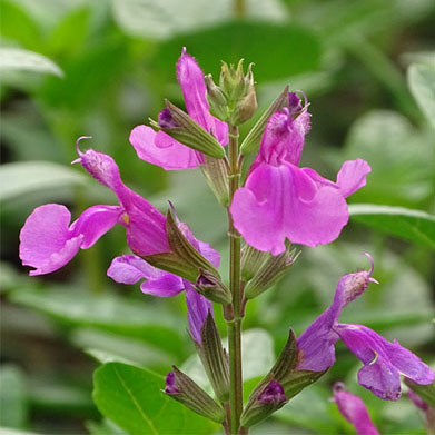 Salvia x greggii ‘Lalarsha’