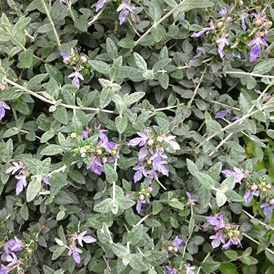 Teucrium fruticans