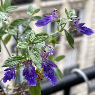 Teucrium fruticans ‘Curaçao’