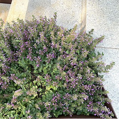 Teucrium chamaedrys