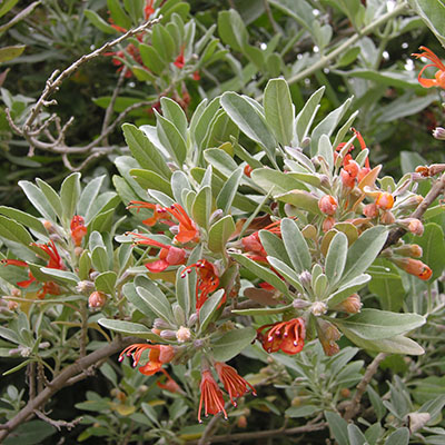Teucrium heterophyllum