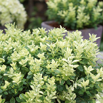 Teucrium x lucidrys ‘Lucky Gold’