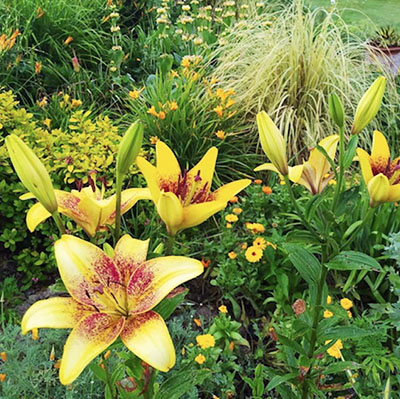 Lilium ‘Golden Stone’