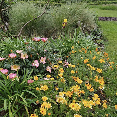 Caléndulas y Rosa mutabilis