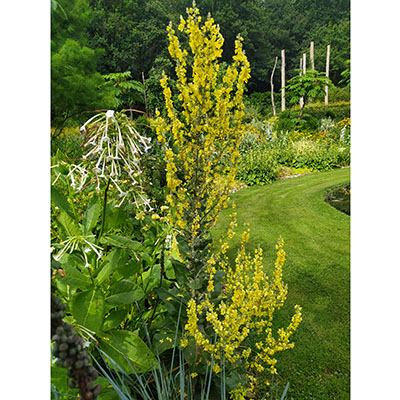 Verbascum pyramidatum
