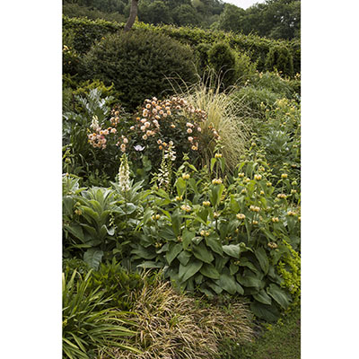 Dedaleras, phlomis y rosas