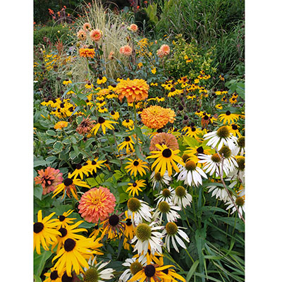 Explosión de rudbeckias, zinnias y dalias