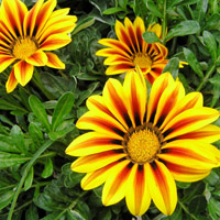 Más flores de primavera temprana