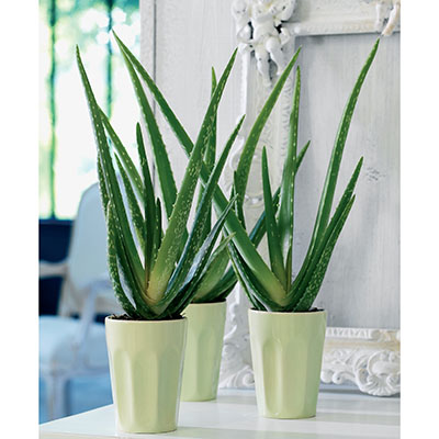  Aloe vera