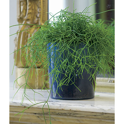 Rhipsalis