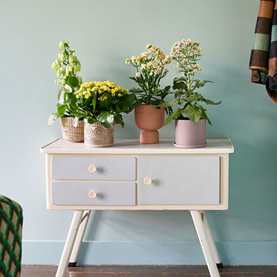 Kalanchoe