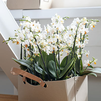 Phalaenopsis