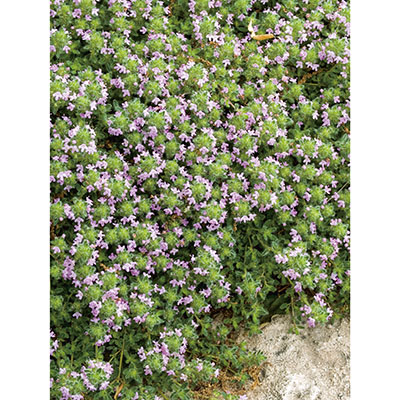 Thymus praecox 