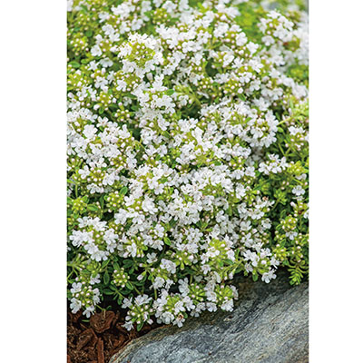 Thymus praecox 