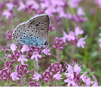 Plantas esenciales para la biodiversidad