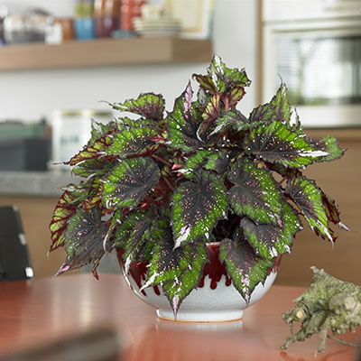 Begonia ‘African Jungle’ 
