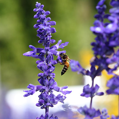 Salvias