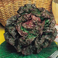 Ciclos productivos de la lechuga