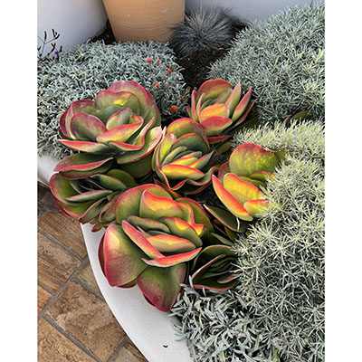 Kalanchoe thyrsiflora y plantas de follaje gris