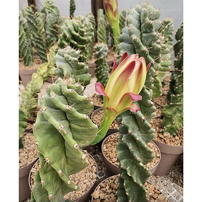 Cereus forbesii 