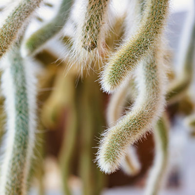Hildewintera colademononis 