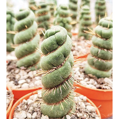 Eulychnia castanea ‘Varispiralis’ f. ‘Spiralis’