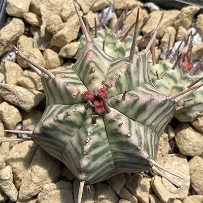 Euphorbia meloformis f. variegata