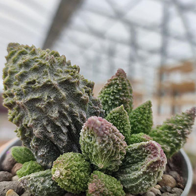 Adromischus marianae f. herrei 