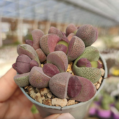 Pleiospilos nelii ‘Royal Flush’ 