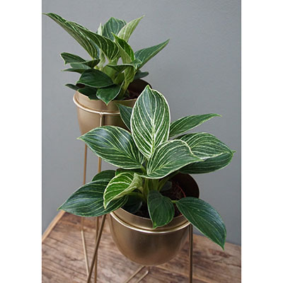 Philodendron ‘Birkin White Wave’ 
