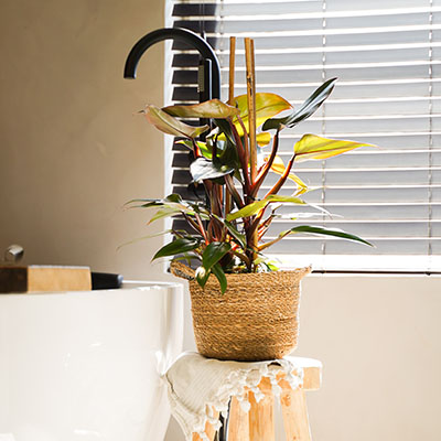 Philodendron erubescens ‘New Red’ 