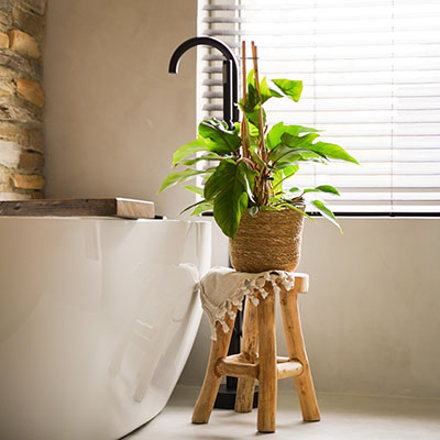 Philodendron ‘Florida Beauty Green’ 