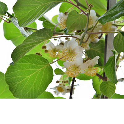 Flores masculinas