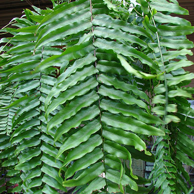 Nephrolepis biserrata, el helecho macho