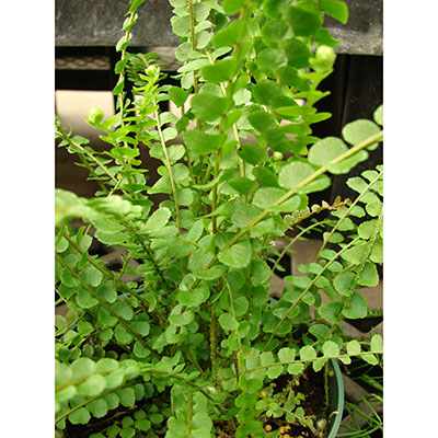 Nephrolepis cordifolia ‘Duffii’ 