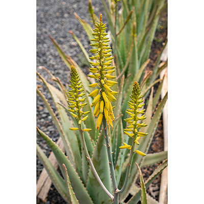Aloe vera o Aloe barbadensis