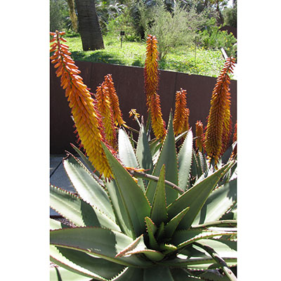 Aloe ferox