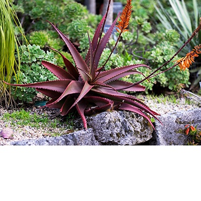 Aloe cameronii