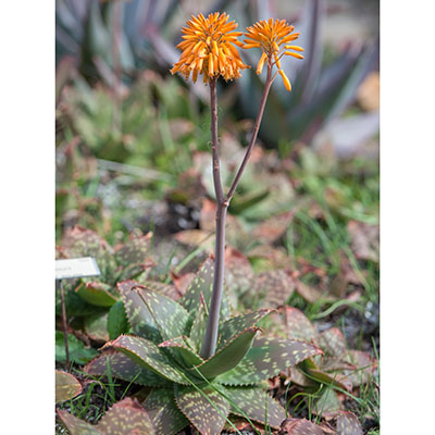 Aloe maculata