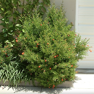 El granado enano, ideal para patios y terrazas