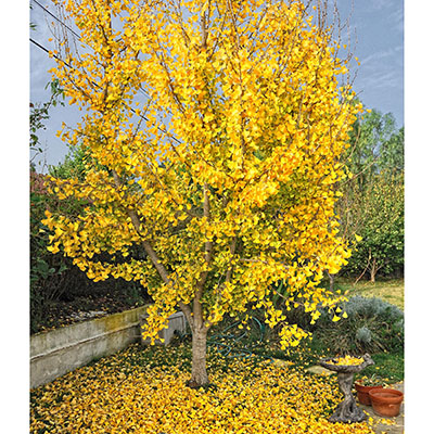 El ginkgo y su alfombra dorada