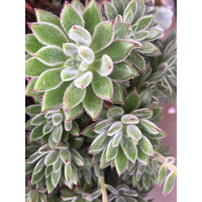 Echeveria setosa